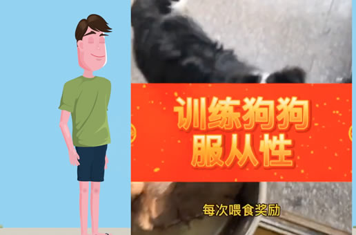 如何训练狗狗的服从性，看看我家边牧是怎么训练的