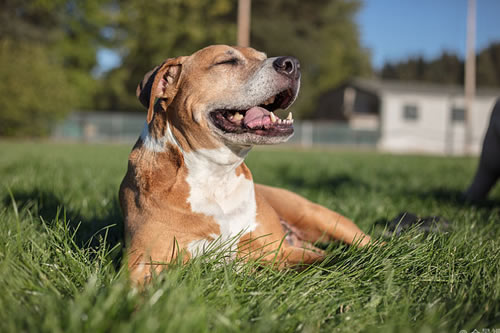 如何恢复心格不稳定的比特犬？