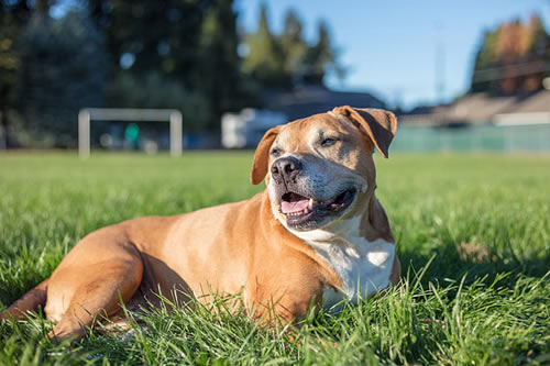 养一只比特犬一个月能够花多少钱?