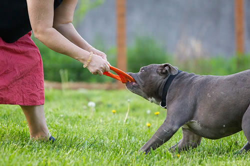 汪界最凶猛的犬种居然不是藏獒，而是美国的比特犬。你知道这是什么原因吗?