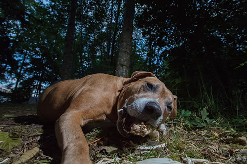 比特犬是世界第一犬种。那么大家知道应该如何饲养比特犬吗?