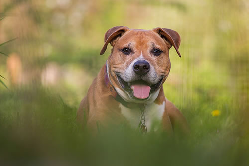 藏獒、高加索犬，比特犬那家战斗力最强?