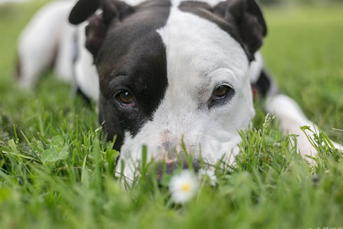 比特犬老是拉肚子怎么解决?