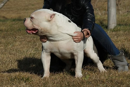 美国恶霸犬看起来就一副不好惹的样子其实很适合养殖