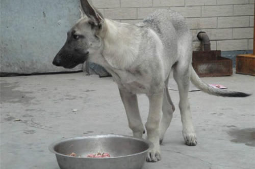 要给狼青犬吃什么食物才能补充身体?