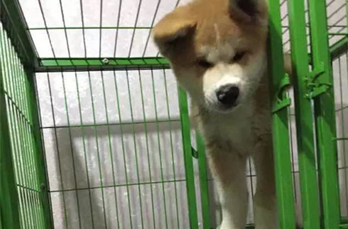 秋田犬