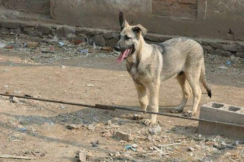 狼青犬发情症状有哪些?