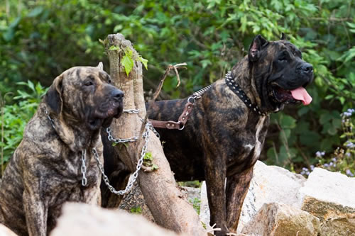 纯种加纳利幼犬的价格行情