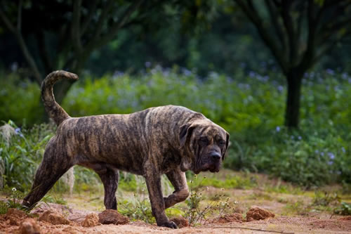 加纳利犬大概多少钱一只?