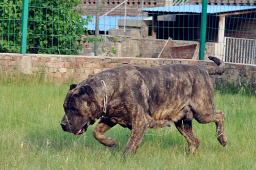 怎样训练加纳利犬定点大小便?