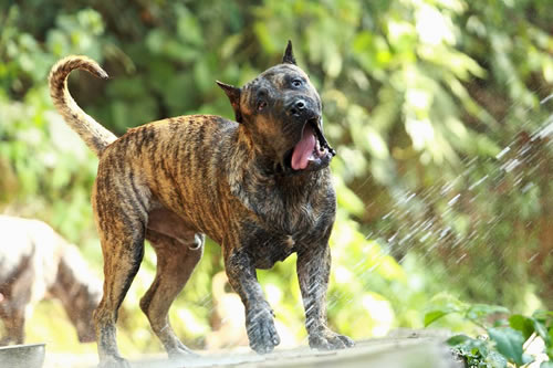 几种合适训练加纳利犬的方法