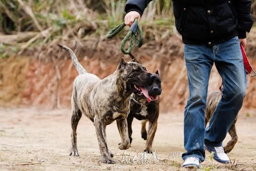 是时候该给加纳利犬做个全面的美容咯