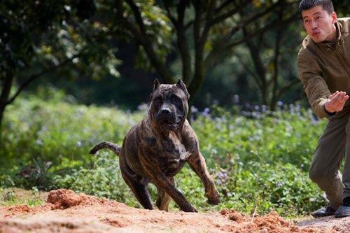 如何预防加纳利犬染上传染性支气管炎的方法