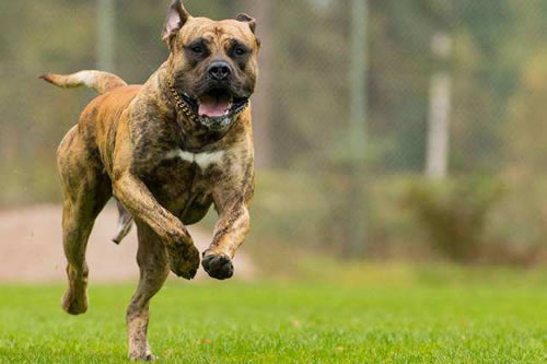 加纳利犬繁殖的四种方式