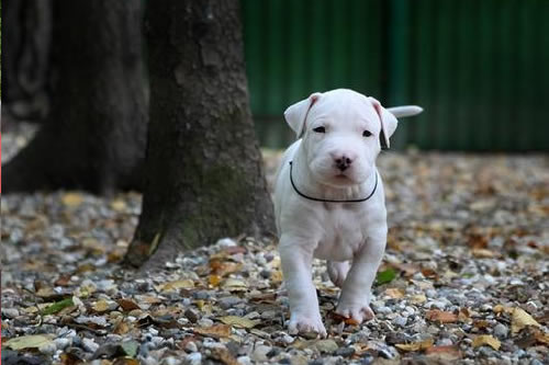 怎么才能挑选出优秀的幼犬呢?