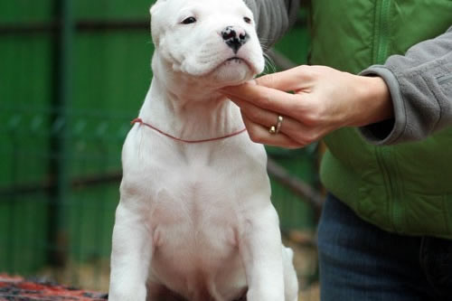 杜高犬的价格区间到底在什么范围?又应该如何去选择?