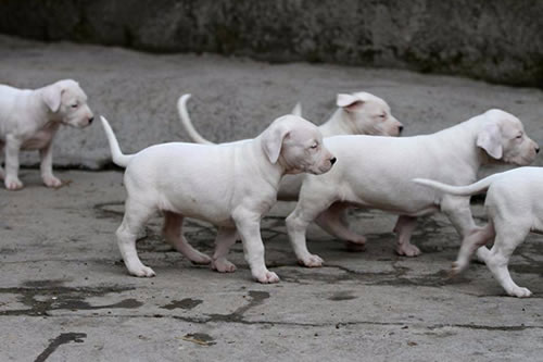 纠正杜高犬乱叫并让它快速安静下来的技巧