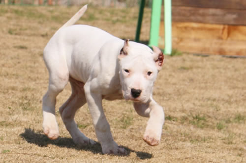 杜高犬患上皮肤病后，应该如何护理和治疗