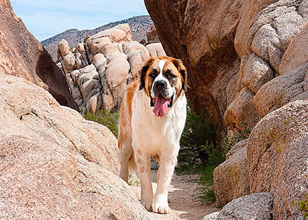 纯种的圣伯纳犬价格到底是怎么样的?