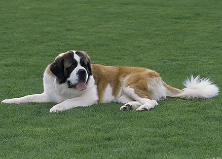 圣伯纳幼犬每天该喂食几次?