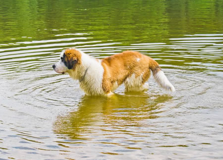 分析一下圣伯纳犬拉稀的原因和治疗方法