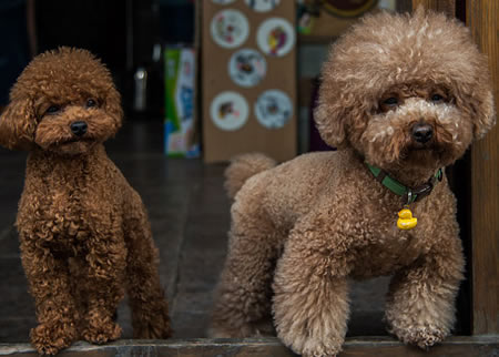 繁殖贵宾犬有很多误区