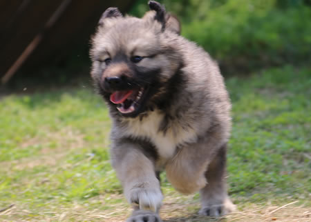 导致才带回家的高加索犬生病的原因：＂星期狗＂