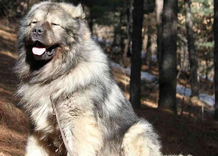 高加索犬怀孕期间的喂养方法