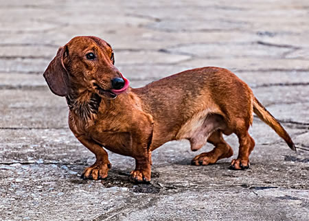 腊肠犬打架能力是什么级别？