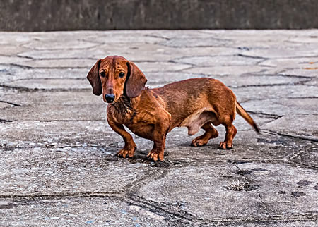 腊肠犬的具体价格在什么样的价位?