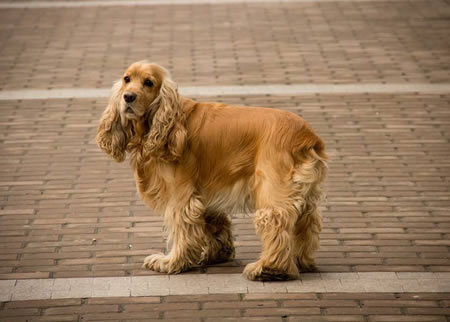 如何在家给可卡犬洗澡?