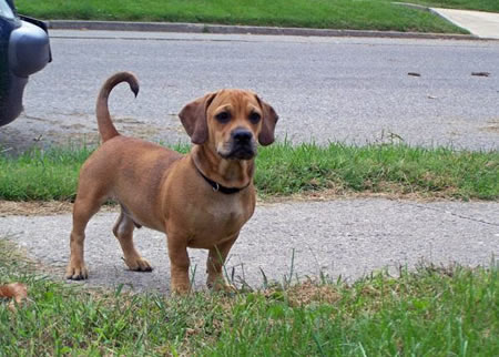 腊肠犬美容这一问题做一个详细介绍