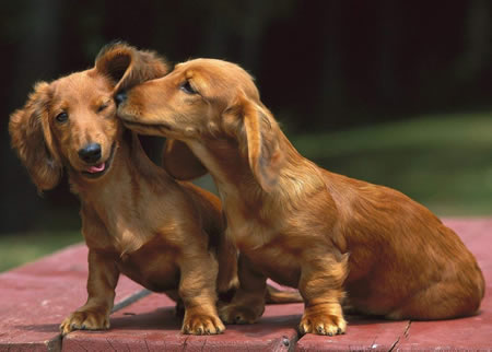 如何正确的给腊肠犬洗澡？