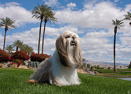 西施犬打理毛发的时候需要注意的问题有哪些呢?