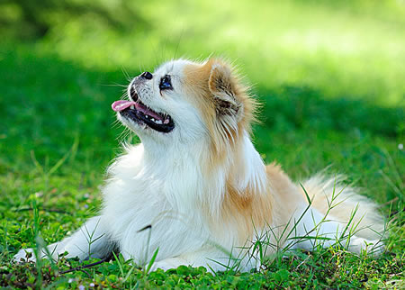 关于京巴犬的败血症的问题