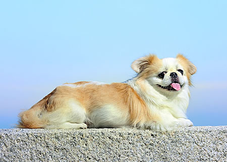 京巴犬呕吐拉稀的原因