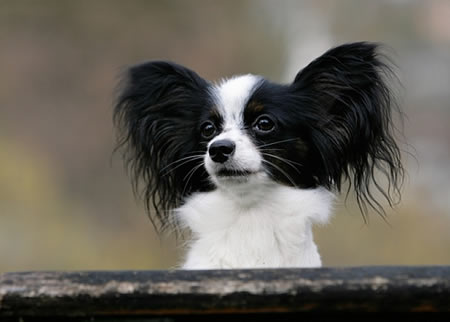 蝴蝶犬好不好饲养？