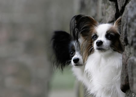 饲养一只蝴蝶犬之前需要知道哪些问题呢?