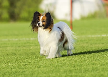 蝴蝶犬有那些训练项目？