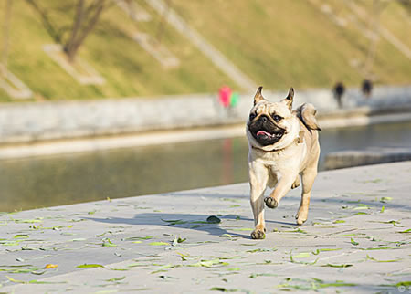 巴哥犬的训练方法