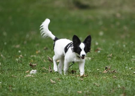 蝴蝶犬洗澡那些事儿你知道多少?