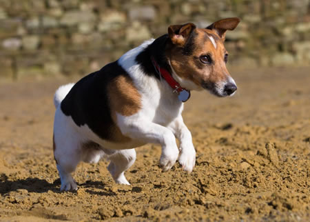 帮比格犬美容的三大步骤