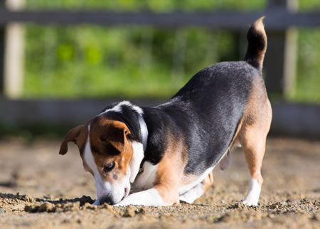 造成比格犬咳嗽的原因以及治疗方法