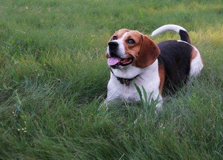 你知道在比格犬怀孕期间该怎么饲养它吗?