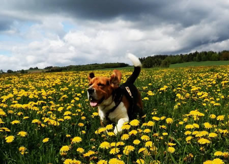 比格犬怀孕不同的症状