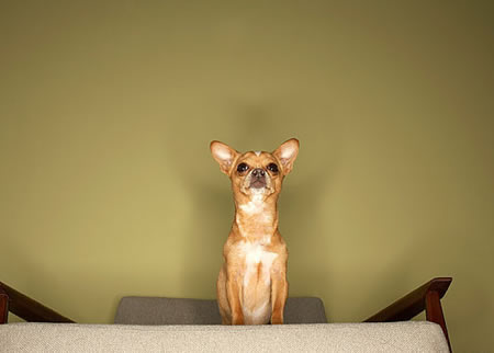 一只纯种吉娃娃幼犬的价格是多少呢?