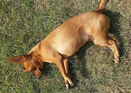 迷你小鹿犬的价格区间