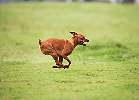 纯种小鹿犬在市场上的价格大约是多少?