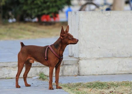 纯种小鹿犬的价格一般多少？