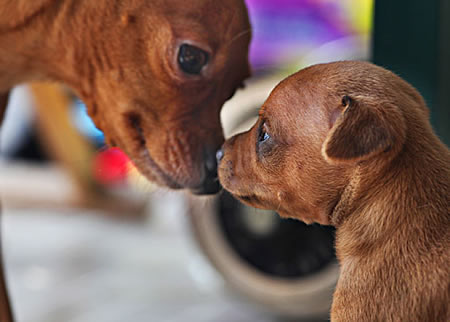  小鹿犬的发情症状有那些表现？